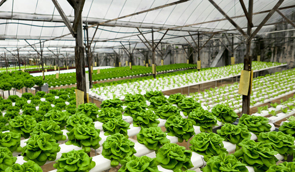 Hydroponic Light Accessories Guide: Top Tips For Success